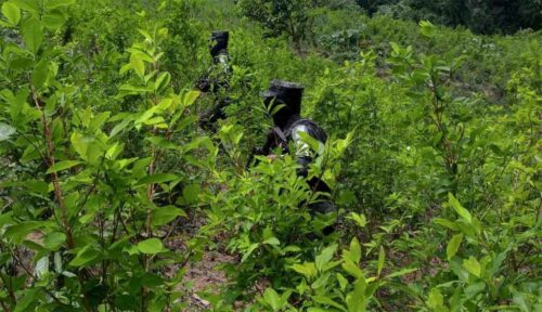 confiscan-gran-plantacion-de-coca-en-litoral-caribeno-de-honduras