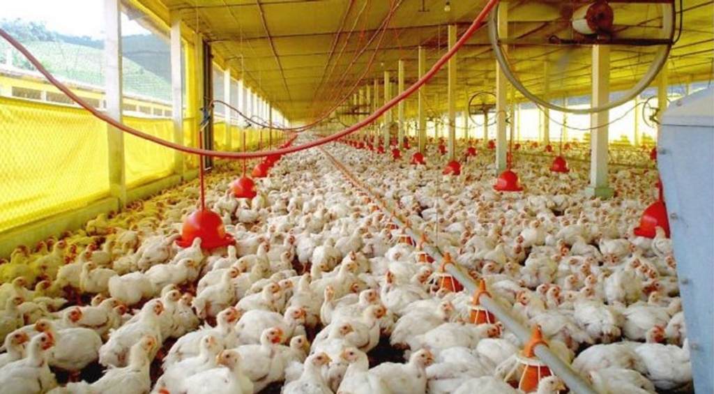 pese-a-gripe-aviaria-en-brasil-descartan-impacto-en-precio-del-pollo